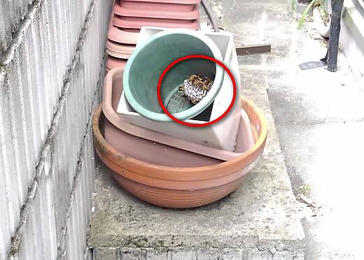アシナガバチ注意点植木鉢